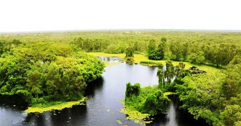 Khung cảnh rừng nhiệt đới xanh tươi với nhiều loài sinh vật đa dạng sống trên cạn, minh họa một loại môi trường sống chính